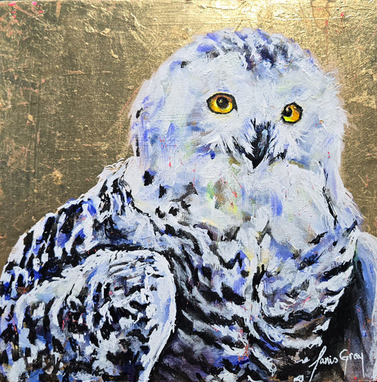 snowy owl