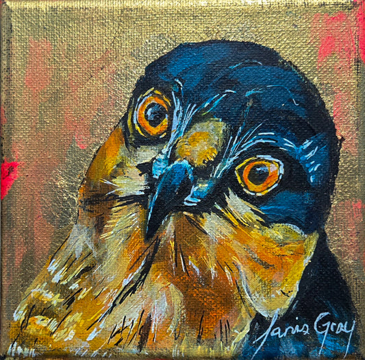 Peregrine Falcon